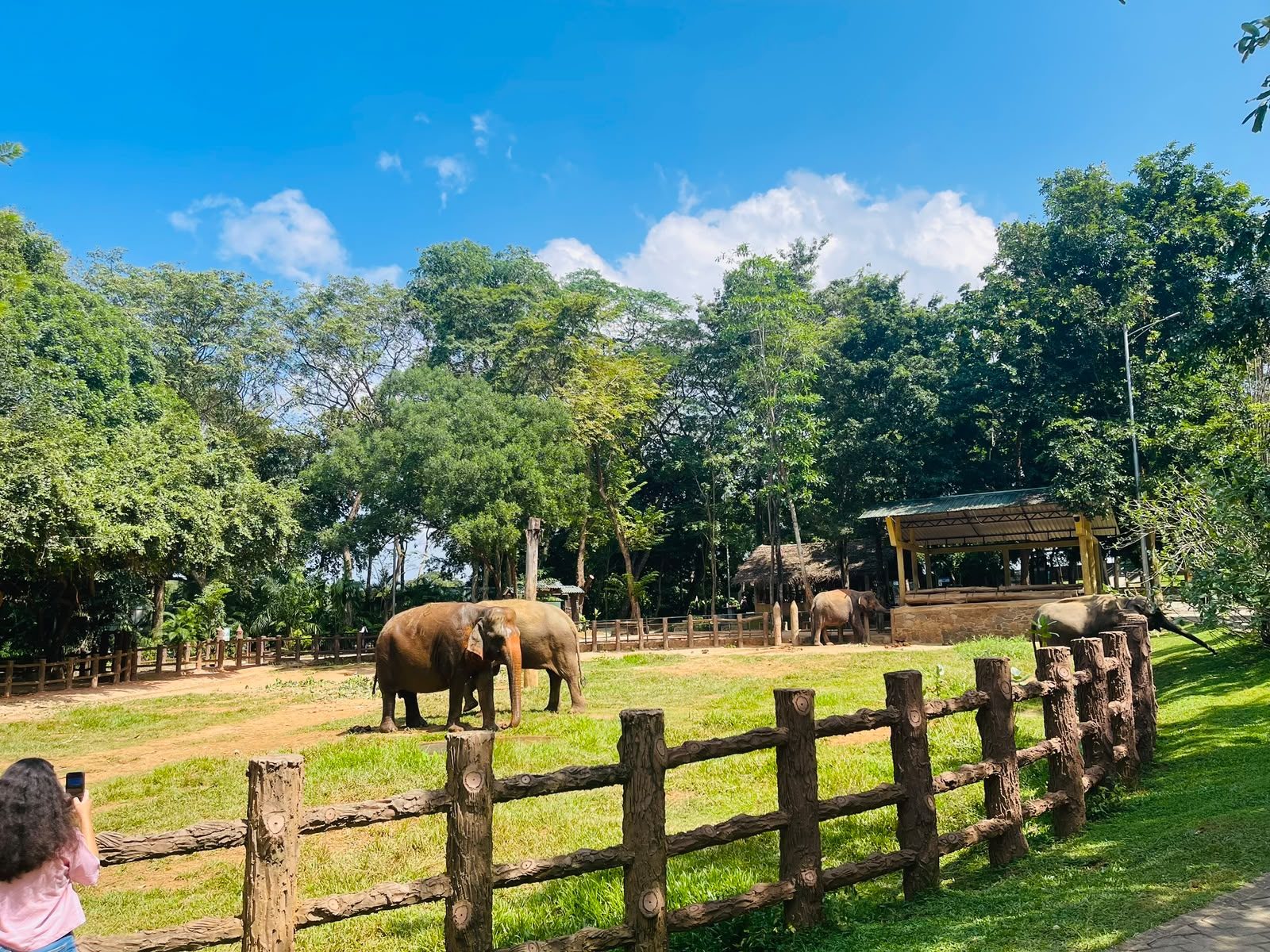 Sri Lankan elephants grazing in a sanctuary near Pinnawala