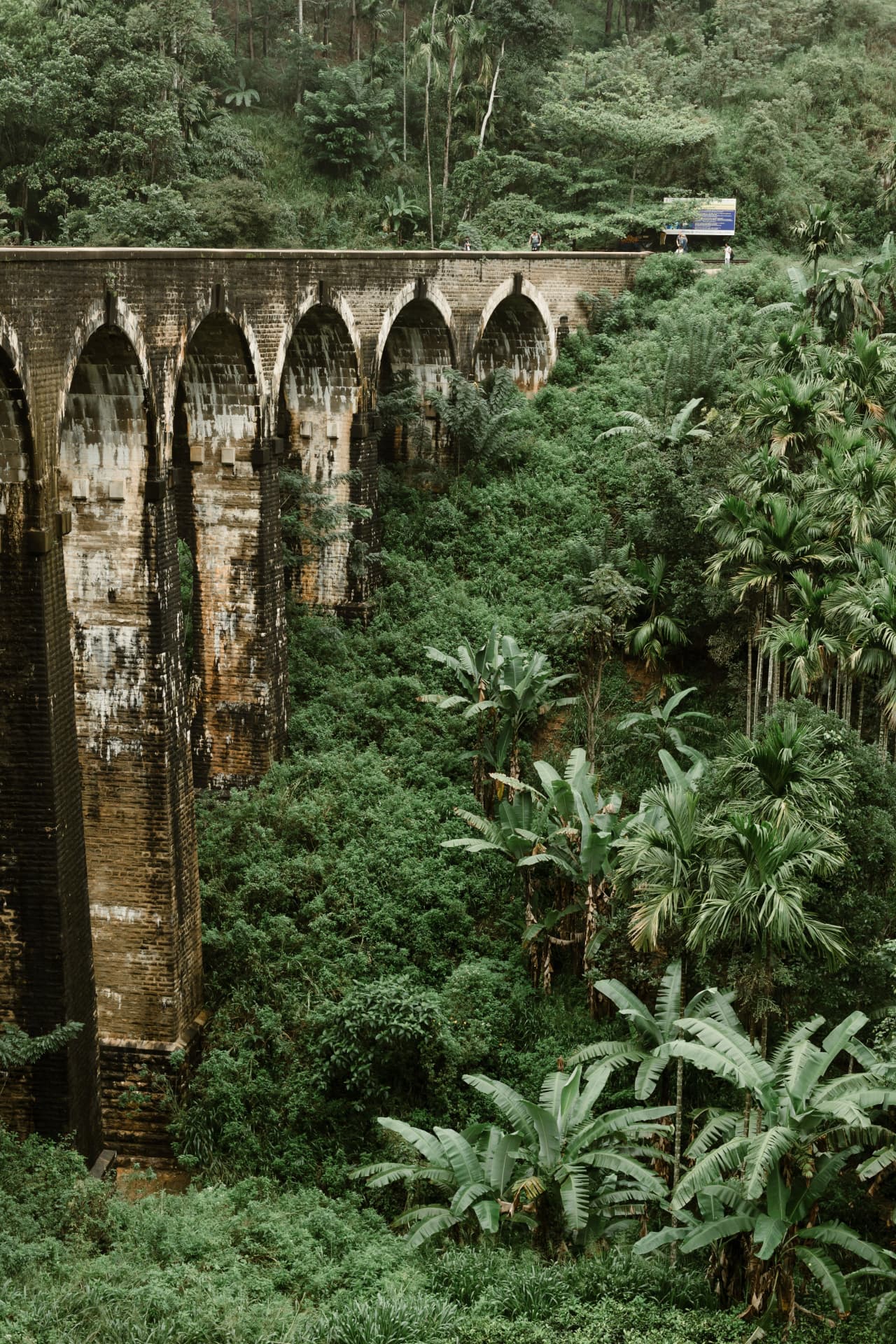 Misted tea country hills around Ella in Sri Lanka's highlands
